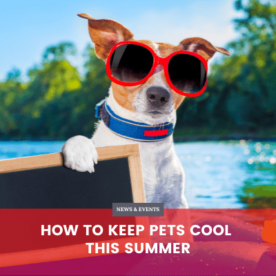 How to Keep Pets Cool This Summer